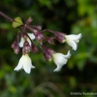 Hedyotis rhinophylla Thwaites ex Trimen